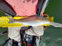 22&quot; Redfish on 20240429